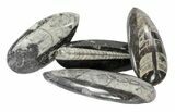 Polished Orthoceras Fossils Wholesale Lot - Pieces #59970-1